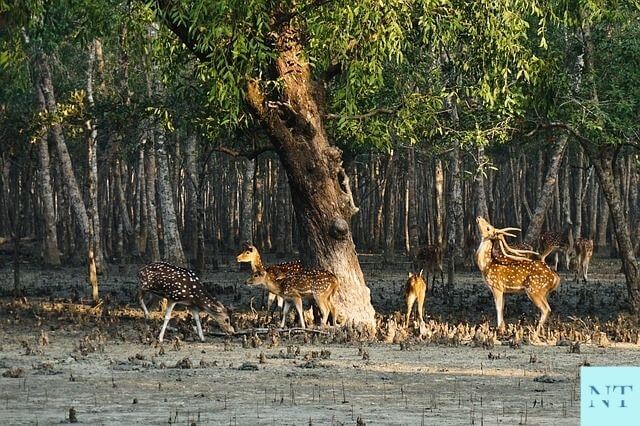 Sundarban Forest Biodiversity