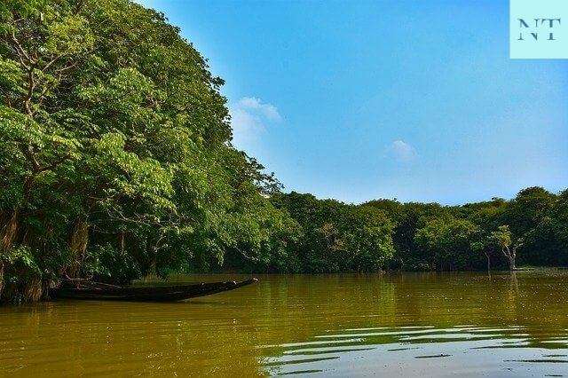 Sundarban Forest Details
