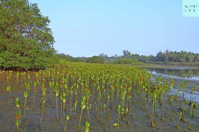 Sundarban Forest Mangrove 
