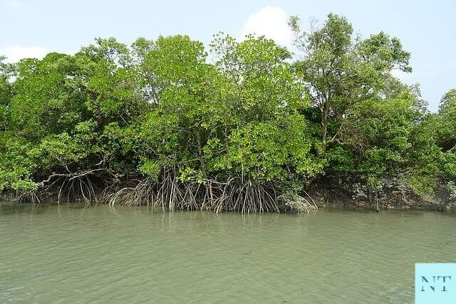 Sundarban Mangrove Forest Sundarban News Today 
