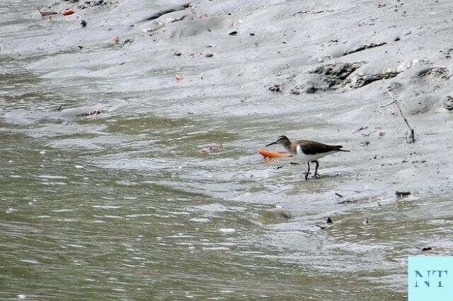 Sundarban National Park  Bird