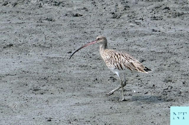 Sundarban National Park Mangrove