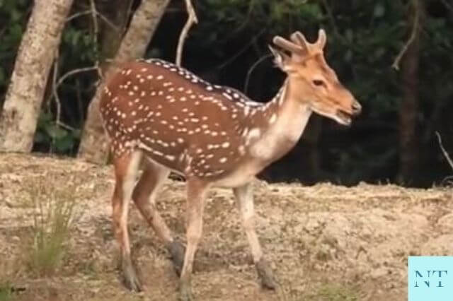 Sundarban National Park Deer