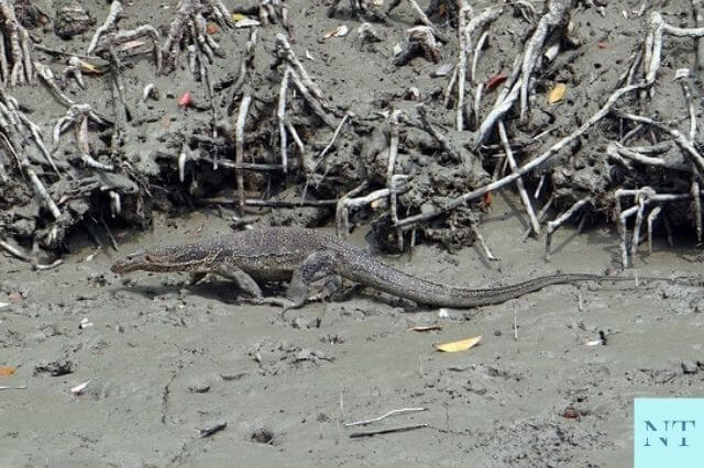 Sundarban National Park