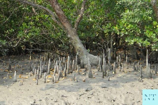 Sundarban National Park Mangrove Forest