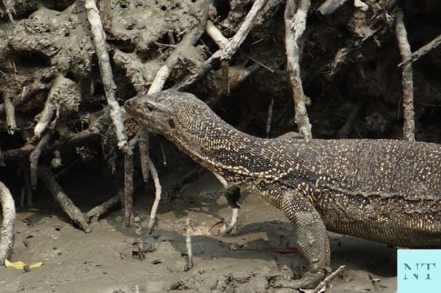 Sundarban National Park Lizard