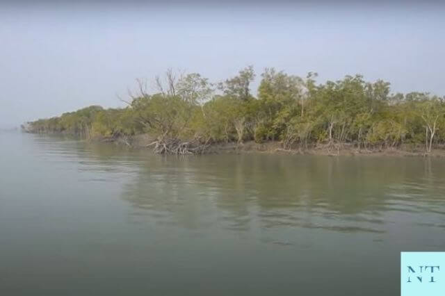 Sundarban National Park River Bank