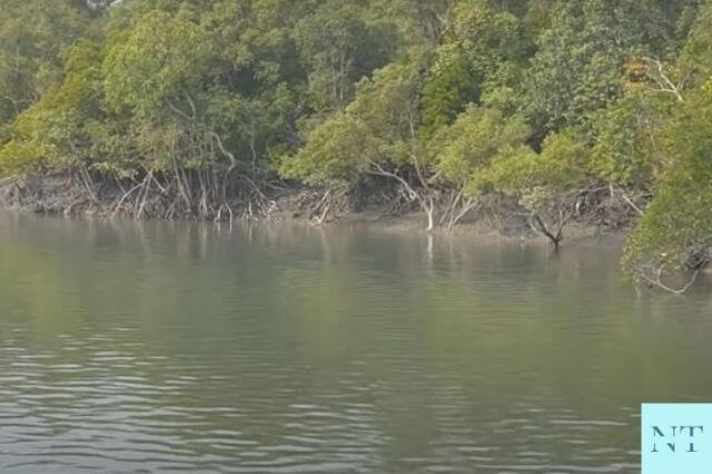 River Ride Sundarban National Park 