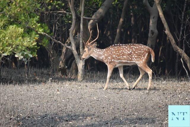 Sundarban National Park Sundarban News Today