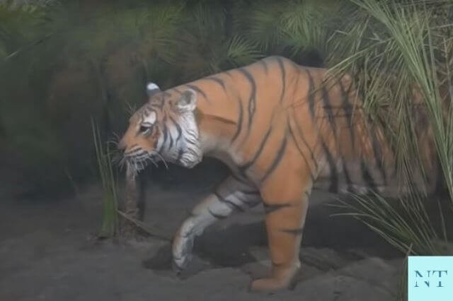 Sundarban National Park Tiger