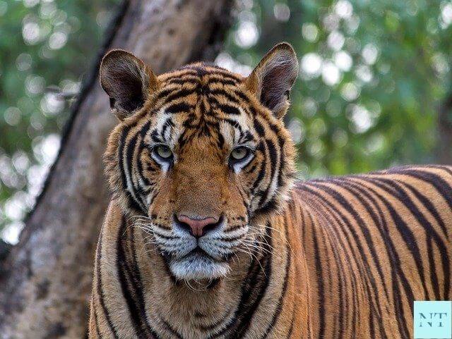 Sundarban Royal Bengal Tiger